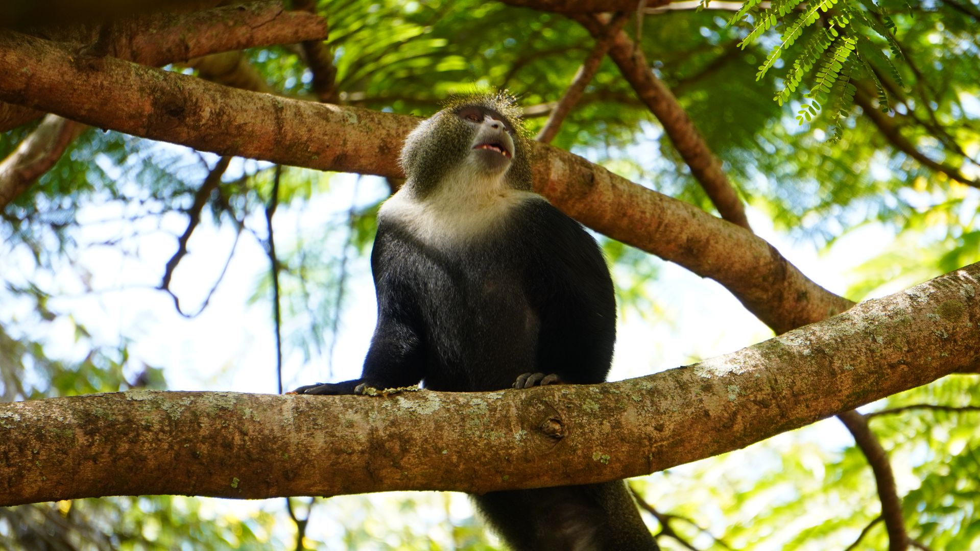 Ngorongoro Crater Day Safari