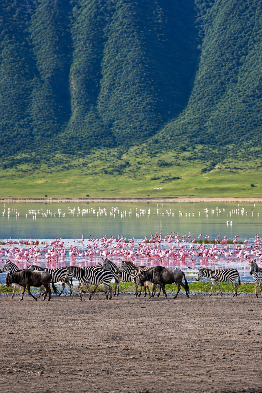 Great Migration Safari