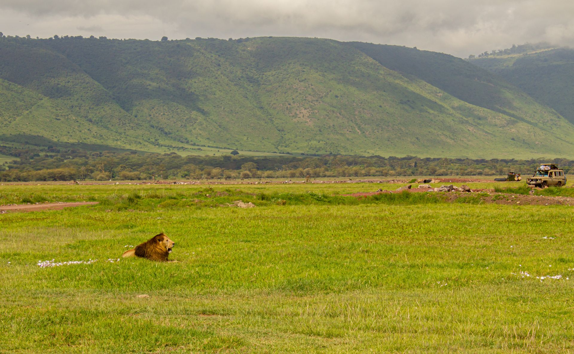 Great Migration Safari