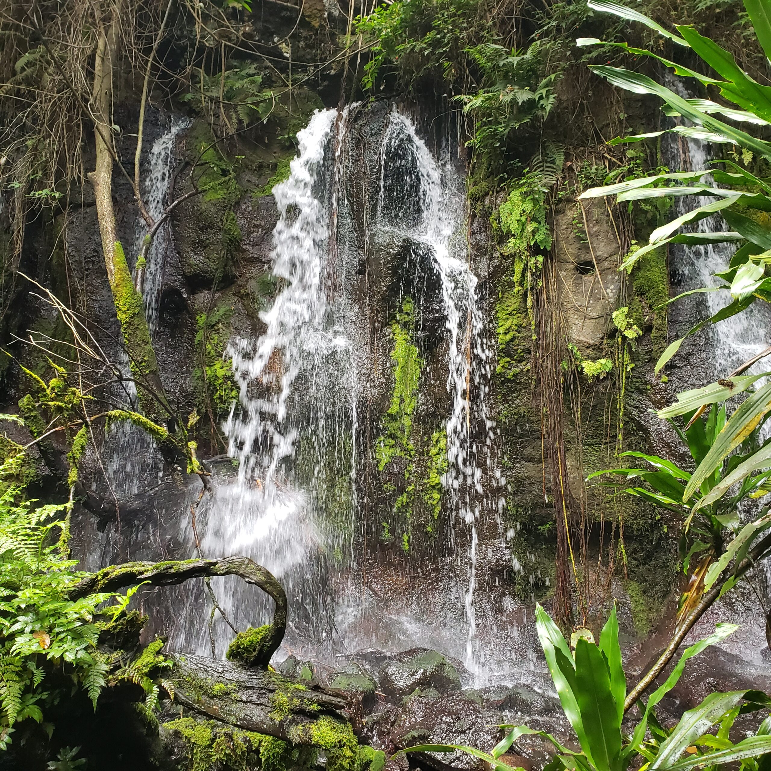 Kikuletwa Hot Springs