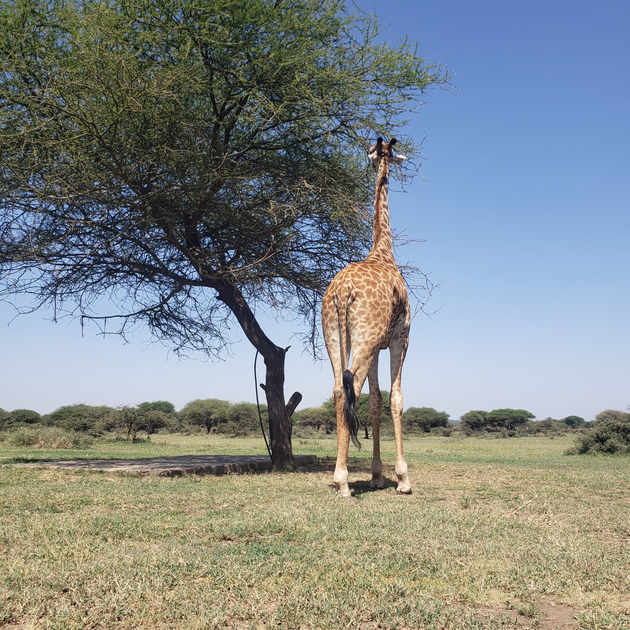 Wildlife Safaris