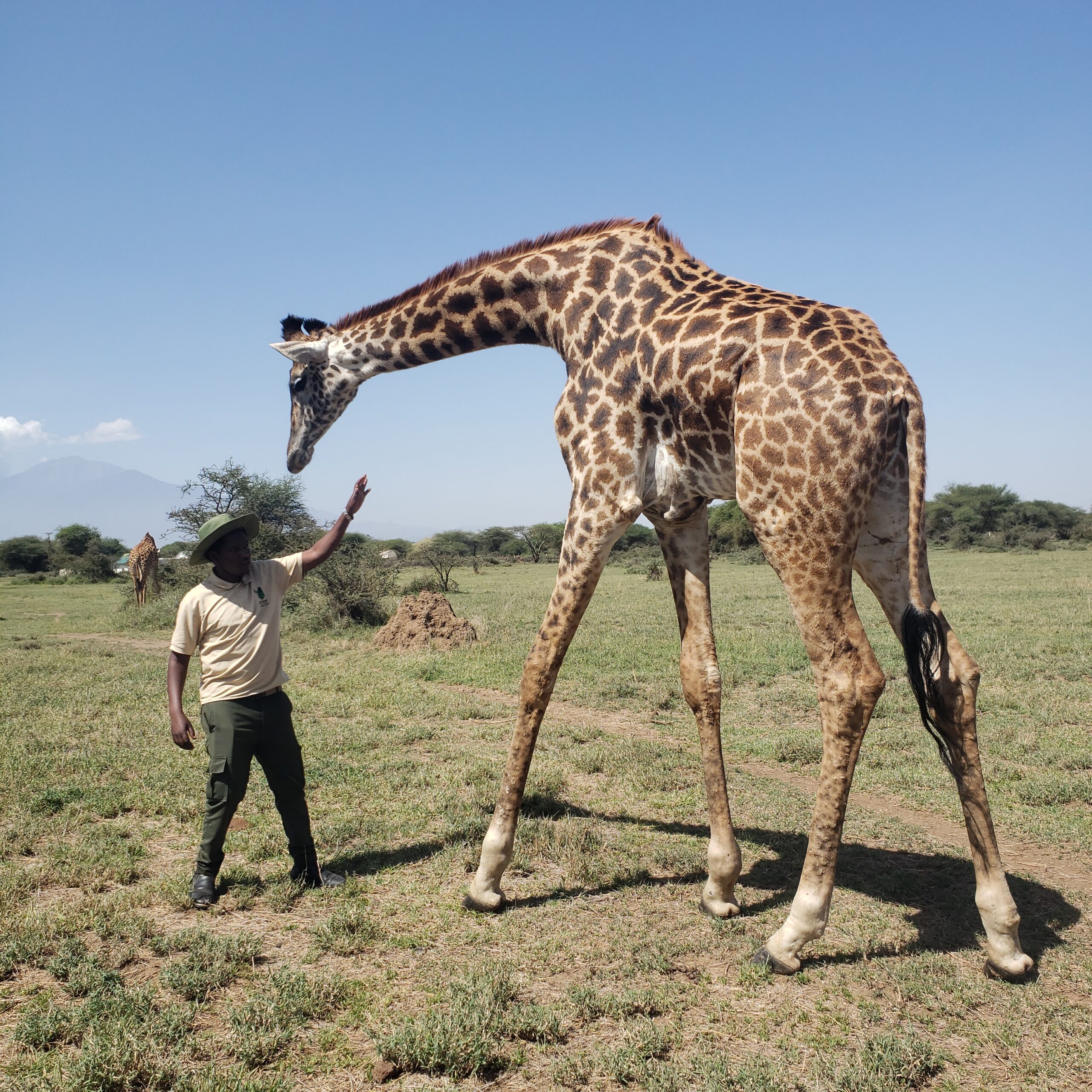Great Migration Safari