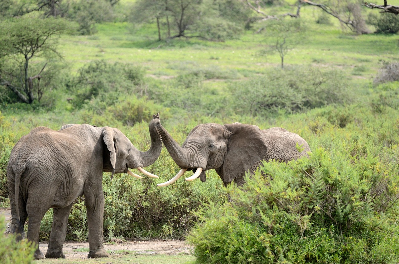 Great Migration Safari