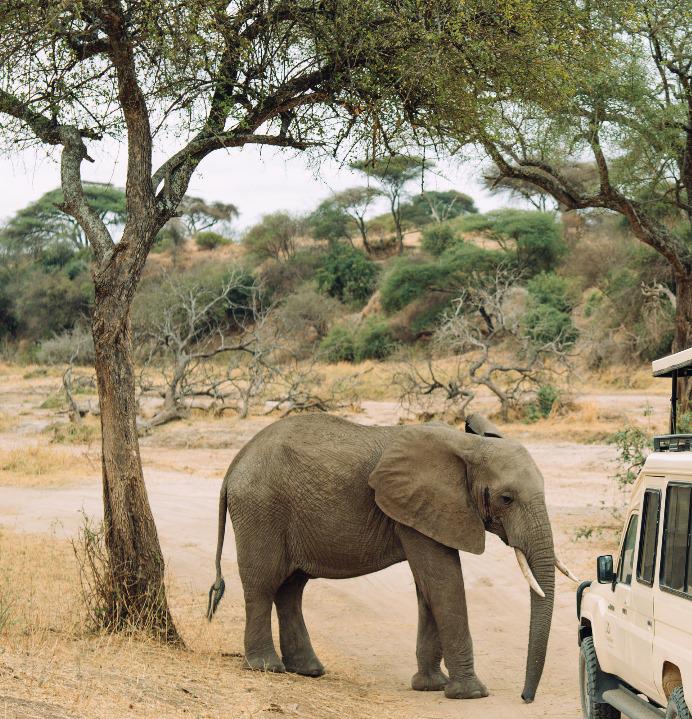 Tourists enjoying a sustainable safari in Tanzania